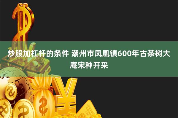 炒股加杠杆的条件 潮州市凤凰镇600年古茶树大庵宋种开采